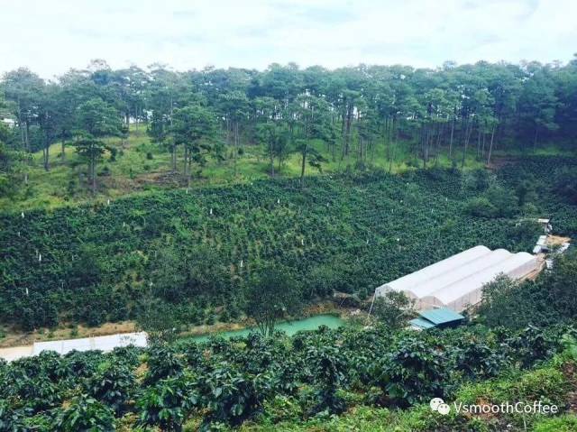 送自己场难忘的跨年 | 越南咖啡庄园探索之旅