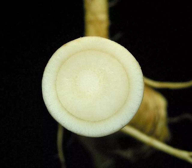 辣根白色柱状肉质根的横切面.图片:frank vincentz / wikipedia