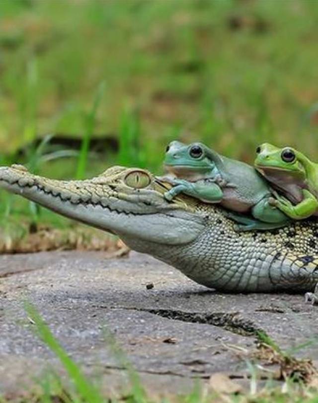 鳄鱼与一群青蛙相遇,排队趴在鳄鱼身上,鳄鱼竟是这反应_手机搜狐网