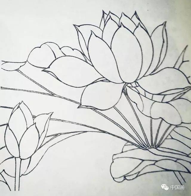 关于白描荷花的基本画法,干货收藏