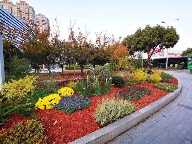 转角遇到美 宁南南路新增12处花境微景观