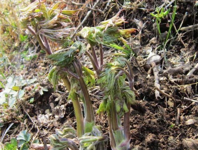 除了刺老芽之外,还有一种名叫苦龙芽的野菜也很受人喜爱,它是兴安升麻