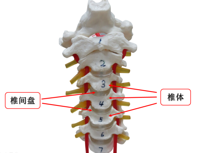 骨科科普 | 你的頸椎幾歲了?低頭族需要解碼4個問號