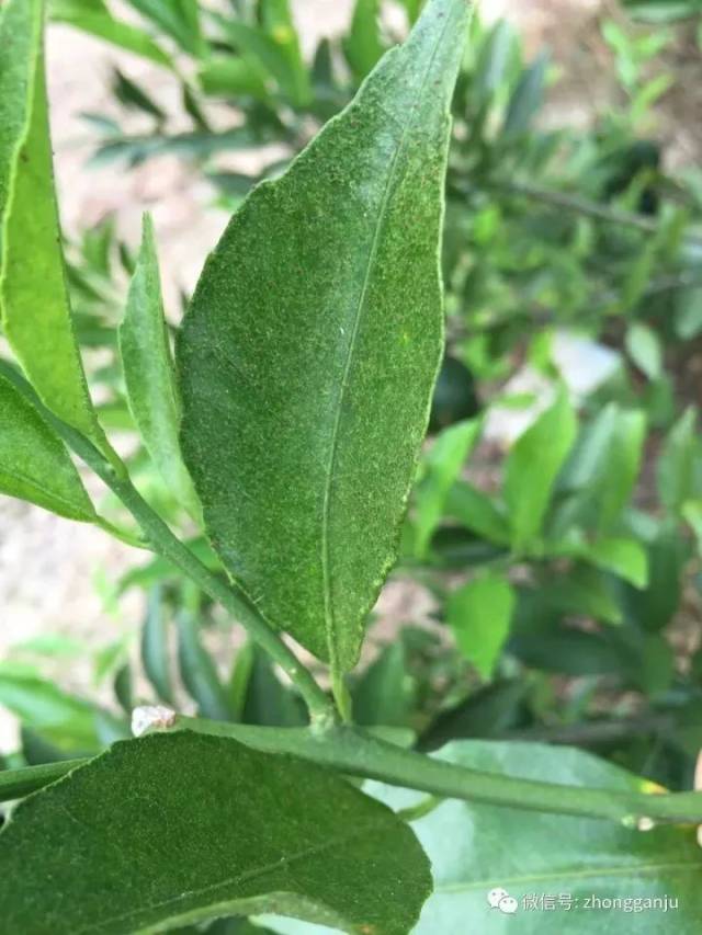 柑橘白癞病的危害有多大(柑橘白绢病怎么治)