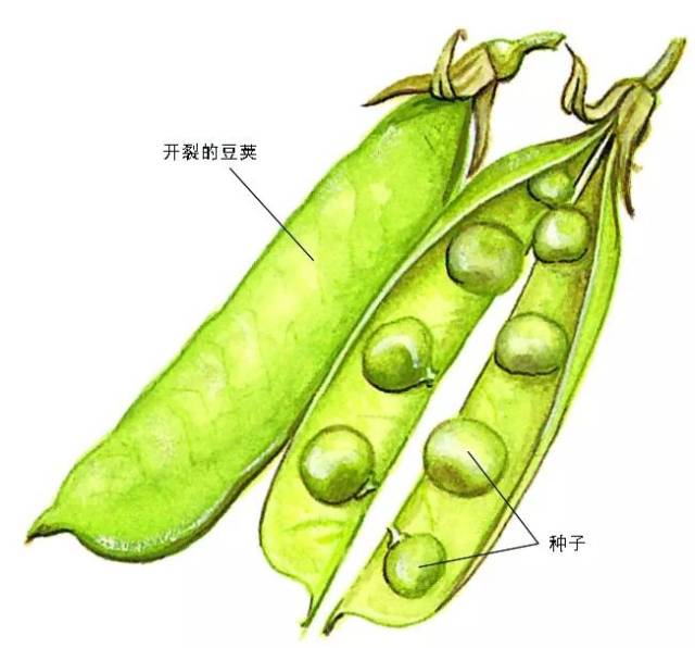豌豆荚结构图片