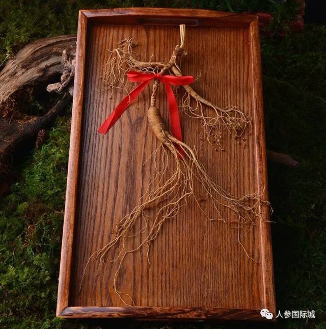 十年"修"得移山参,百年"修"得野山参