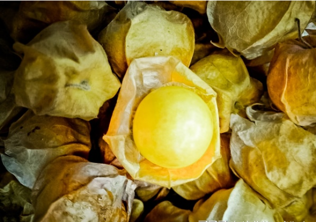 比如,我们原来小时候经常可以随地可见的"香泡泡"(我也不知道学名叫啥