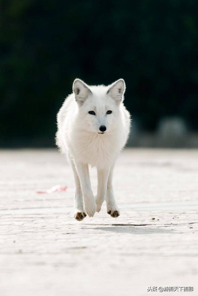 死海景区来了一位不速之客一一白狐狸