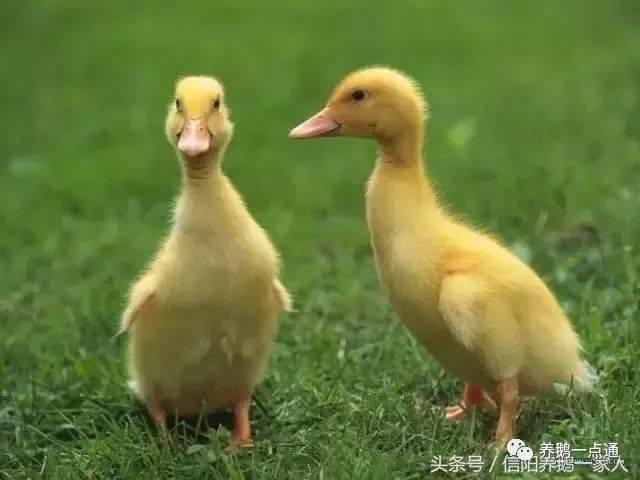 教你分辨小鹅和小鸭