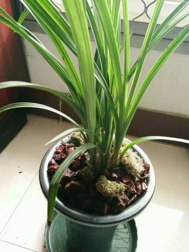 冬季兰花很难养?看过这几点之后,就懂安全越冬都是小事!_手机搜狐网