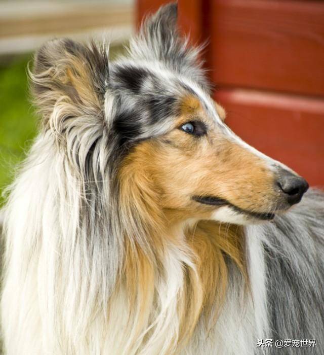 五大长毛犬毛发可以扎小辫子