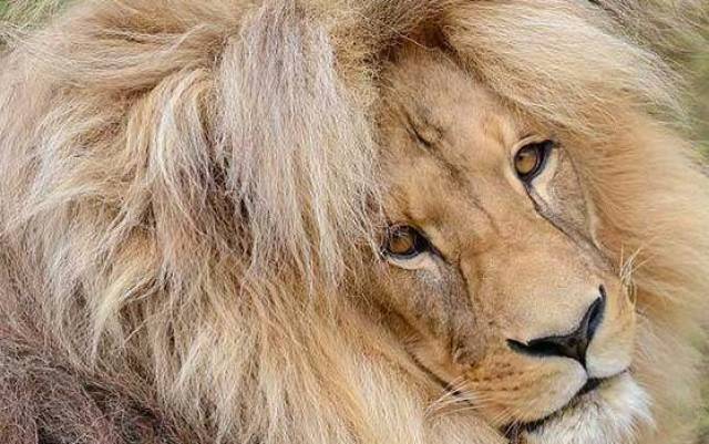 完全没有草原上落魄狮子的凌乱