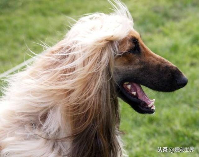 五大长毛犬毛发可以扎小辫子