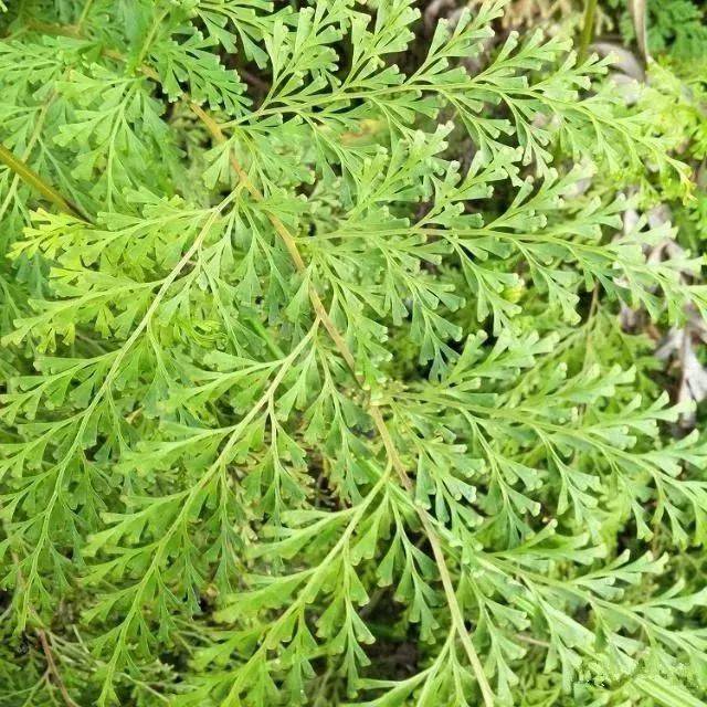 海陆丰农村这种植物被称为万能解毒药