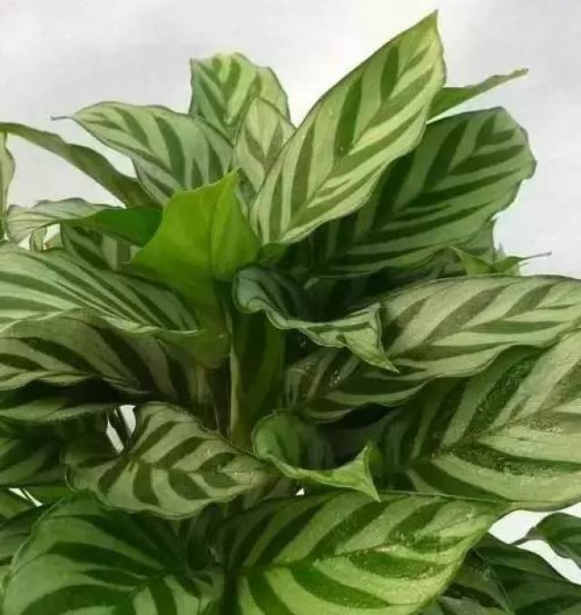 魅力之星竹芋