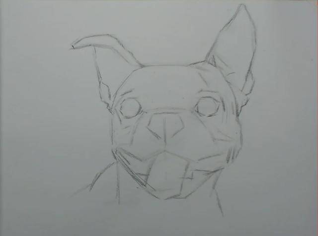听说你想画素描狗子?教程在这了!名师教你画超可爱斗牛犬