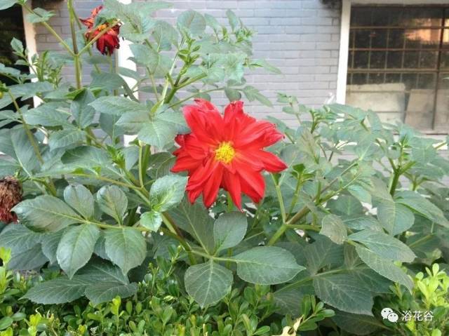 过多时呈现症状