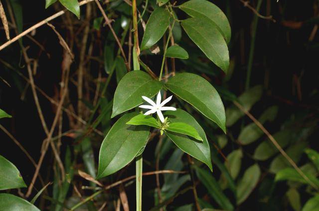 人称"断骨草",若您的房前屋后有,那真的是运气,别再当柴砍