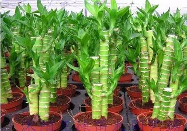 这样养富贵竹状态最好,招财又旺运!