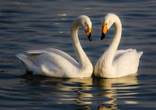 俗语:"癞蛤蟆想吃天鹅肉",源自于哪里?要教给人们哪些道理?