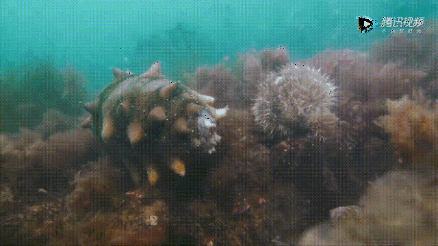 海参蠕动动态图图片