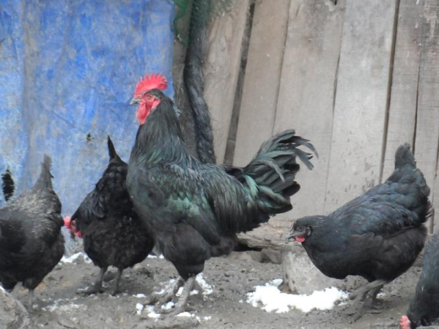 峨眉黑鸡是四川盆地周围山区数量较多的黑鸡的优秀类型