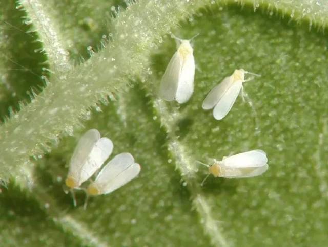 白粉虱又名小白蛾子,同翅目粉虱科,是一种世界性害虫,于七十年代传入