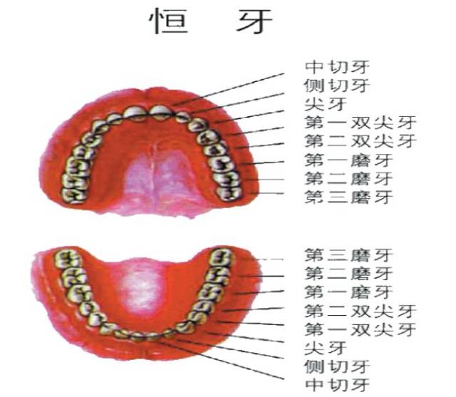 恒牙的位置图片