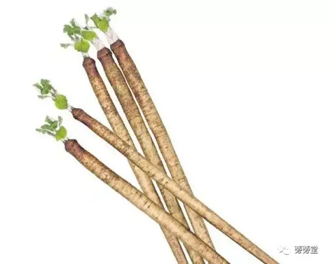 三种人不宜吃牛蒡 搜狐网