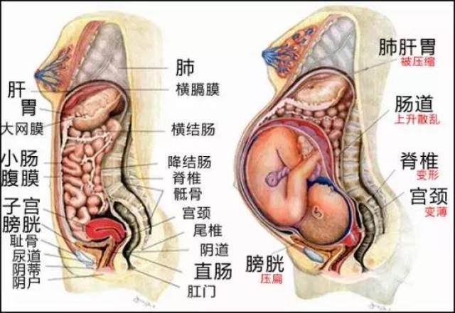 胃的位置图 女生图片