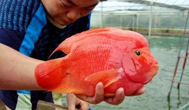 航泰水族:养殖金刚鹦鹉鱼能和其他鹦鹉鱼一样吗?_手机搜狐网