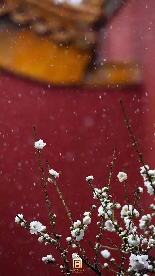 等下雪的时候,故宫就变回紫禁城,你真想不到有多美!