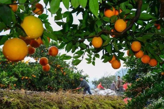 游园,采风,摘果,金凤橘园的柑橘熟啦!我们一起摘果子去!_手机搜狐网