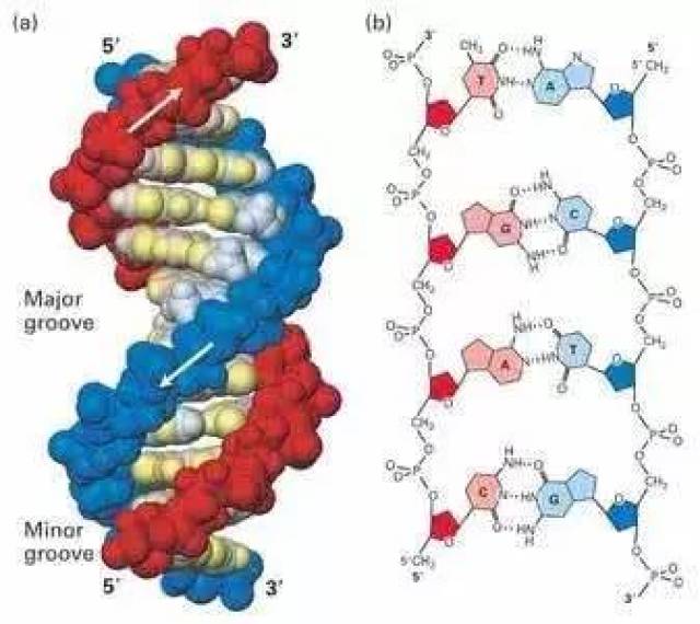 多糖分子,多糖结构,多糖结构示意图_大山谷图库