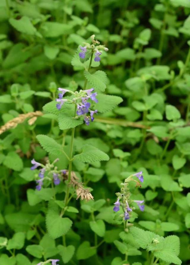 猫咪的神仙草——猫薄荷