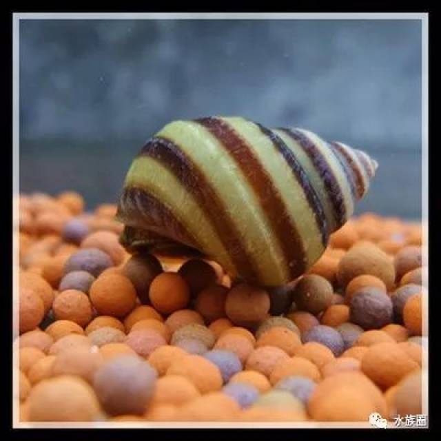 简介:流星螺(宝塔刺螺)该螺为大型螺,有说是原产地泰国,也有说是