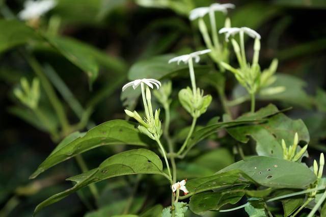人称"断骨草",若您的房前屋后有,那真的是运气,别再当柴砍