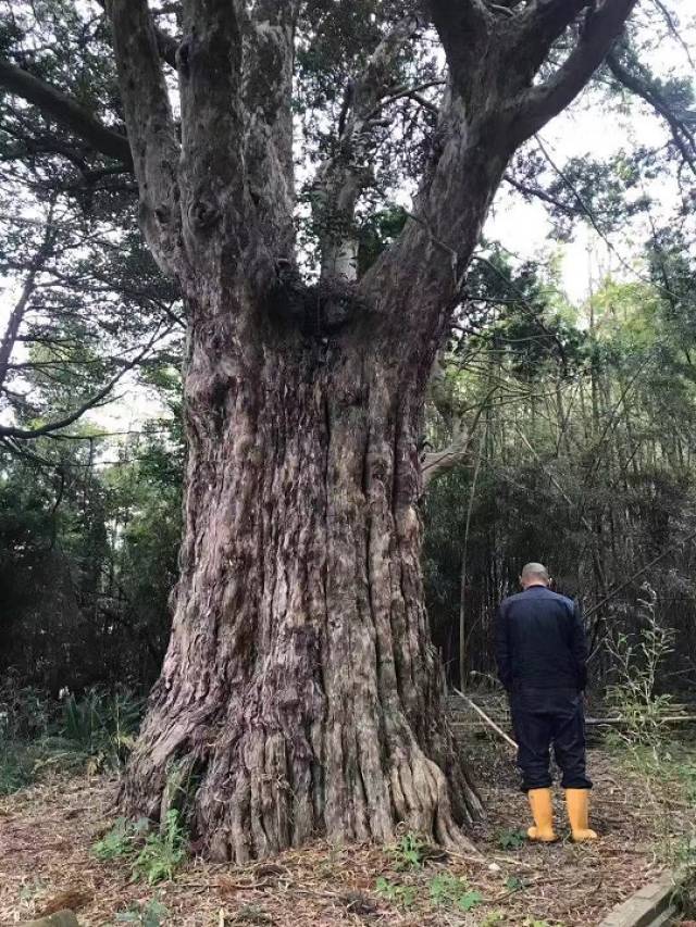 浏阳千年罗汉松公园图片