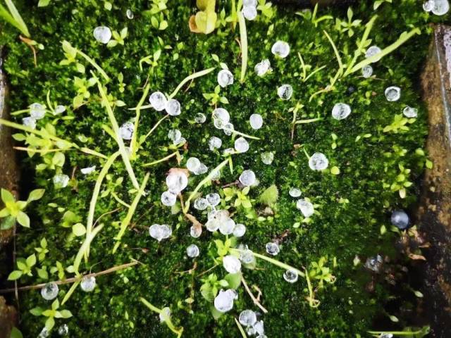 都昌全城准备!已经下雪籽了!雪姑娘要来了.