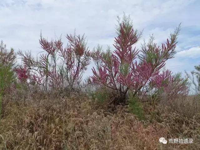 简单的聊下新疆戈壁滩上的柽柳(红柳)