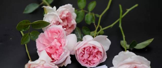 伊芙逸话:杂交茶香月季|略带透明感的粉色|浓没药&大马士革香|株高80