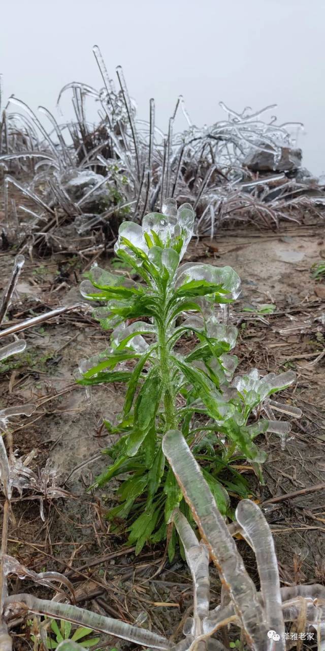 温州泽雅满山冰挂,雾凇.太美!太美!