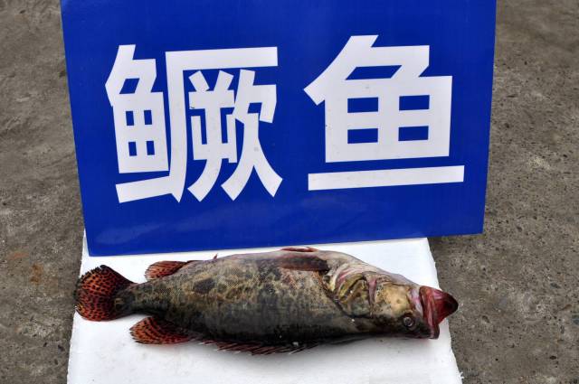 30多年第一次见!丹江口水库惊现半米"鳜鱼王"