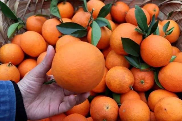 果肉细嫩饱满,汁水丰盈 来毕节大河口吃椪柑咯!