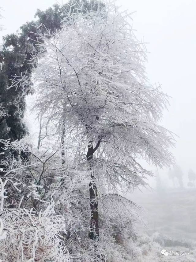 隆回今冬第一场雪,下得越来越大了.