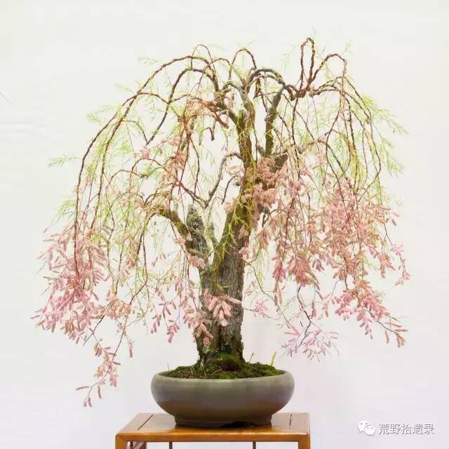 简单的聊下新疆戈壁滩上的柽柳(红柳)