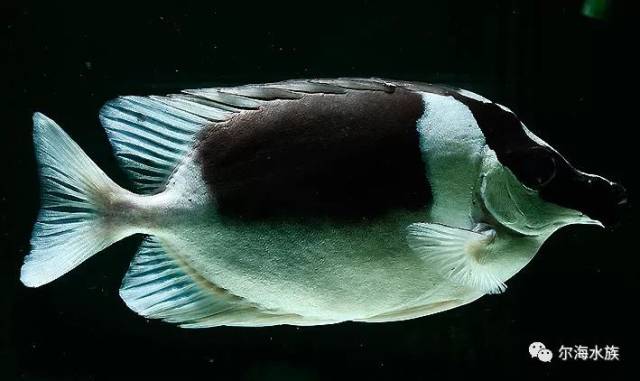 炮弹鱼 玻璃炮弹