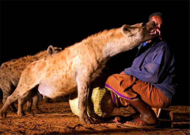 这个部落非但不讨厌鬣狗,还与其和睦相处,更是将喂鬣狗当习俗