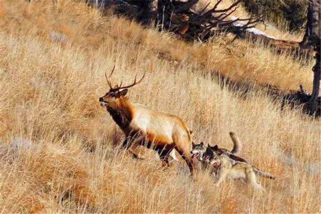 驯鹿被狼盯上后,跑的口吐白沫都不敢放松,你猜最后怎么着