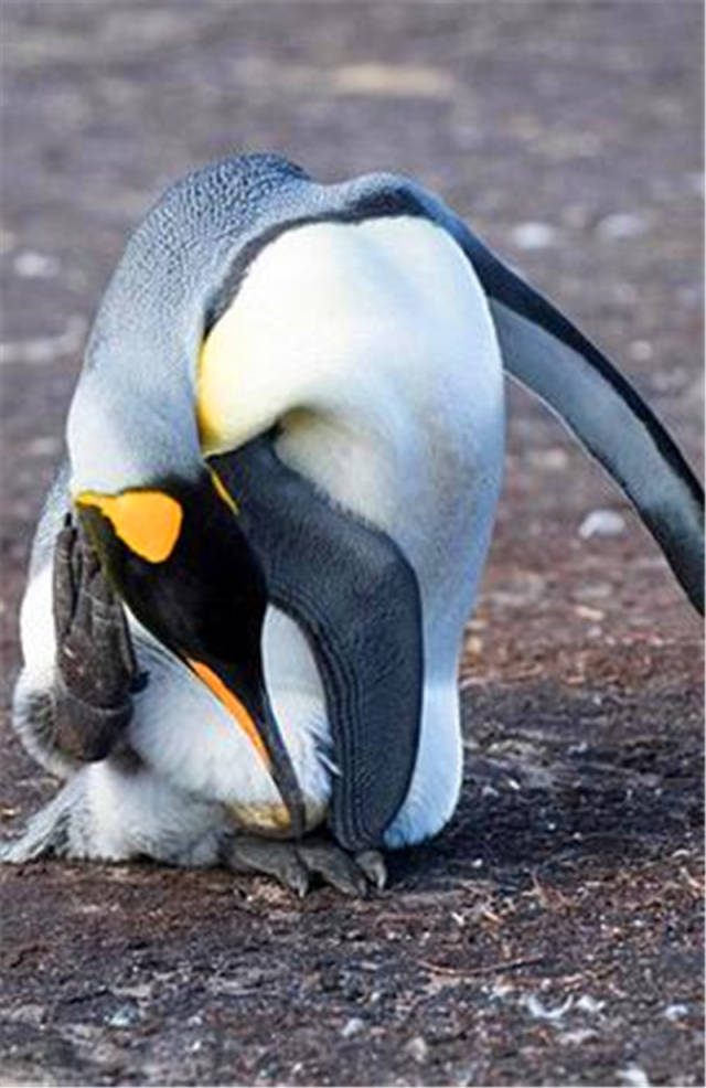 企鹅一直在做同一个动作,当知道它在干嘛后,瞬间被它萌化!